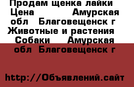 Продам щенка лайки › Цена ­ 5 000 - Амурская обл., Благовещенск г. Животные и растения » Собаки   . Амурская обл.,Благовещенск г.